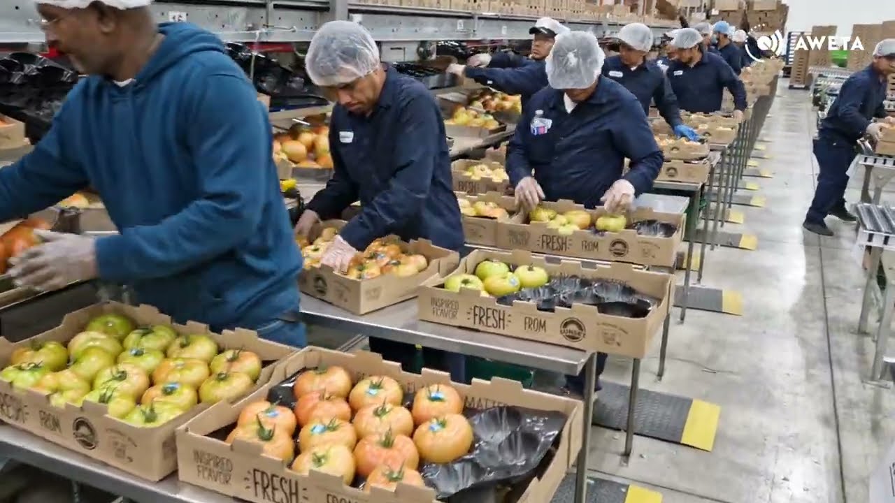 AWETA | Tomato Sorting Packing line