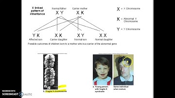 Mendelian Patterns of Inheritance Part 4 Bio 101
