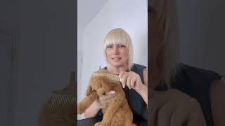 Стригу собак Израиль