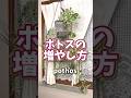 簡単！ポトスの増やし方 #観葉植物 #ポトス #plants #houseplants