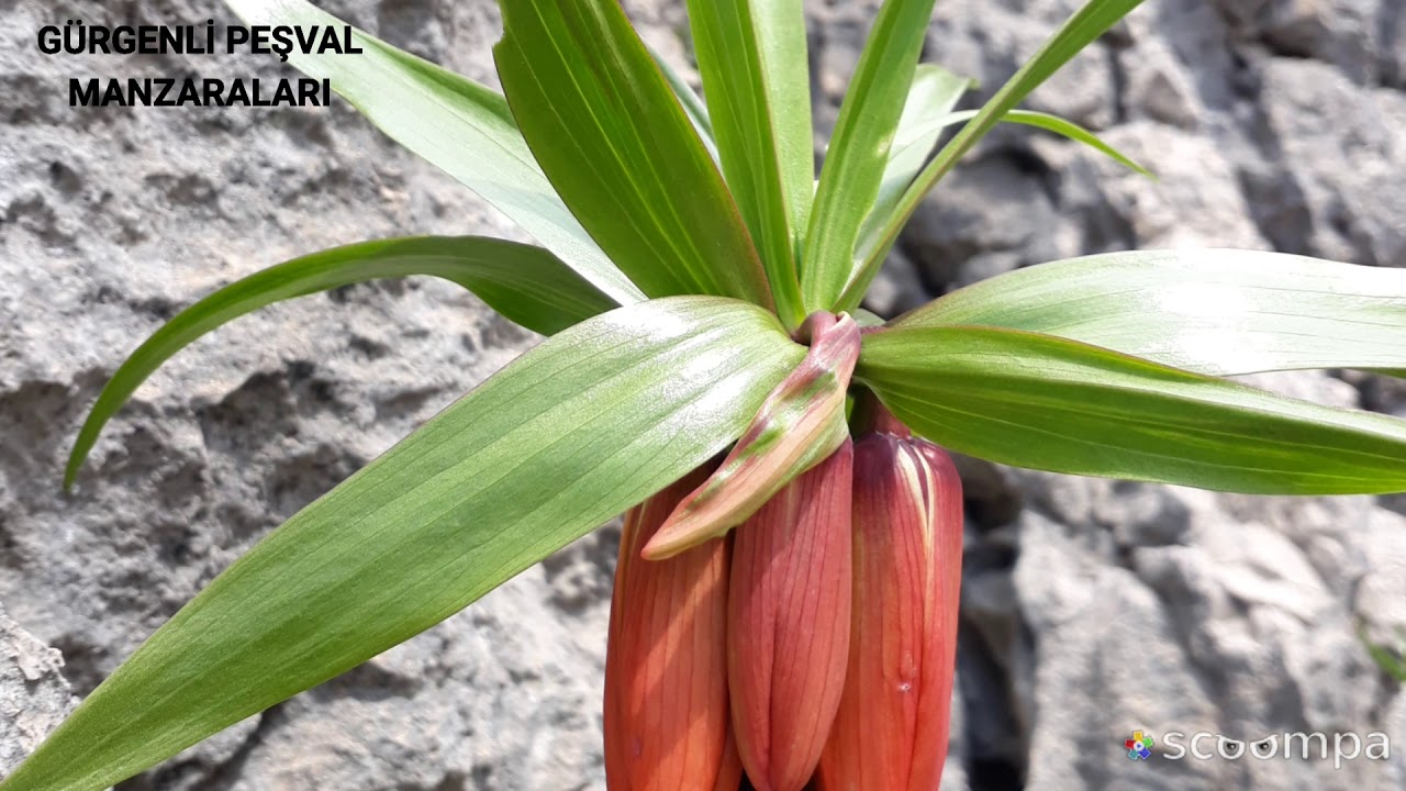 G.P.M  FARKIYLA İYİ SEYİRLER DİLERİM (Hamza DOĞAN)