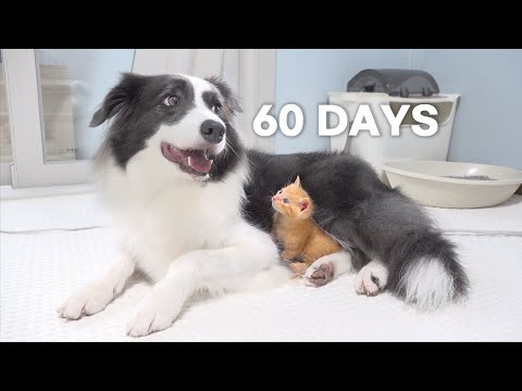 Rescued Tiny Kitten Grows Up Believing He’s a Big Dog | Day 1 to 60