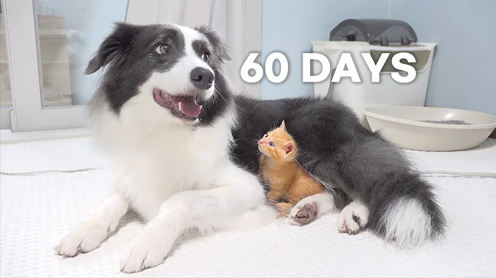 Rescued Tiny Kitten Grows Up Believing He’s a Big Dog | Day 1 to 60 - DayDayNews