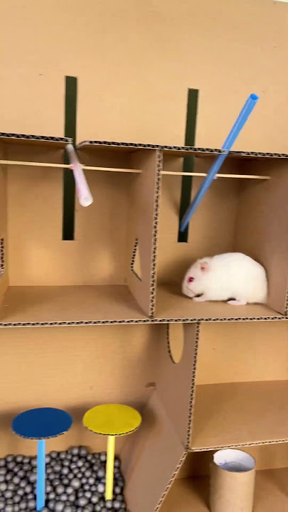 Squid Game Naughty Hamster Challenge #hamsters #squidgame #squidgame2 #challenge #shorts