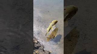 Insane PHILLY Bass #bassfishing #philly #fishing #pennypackpark