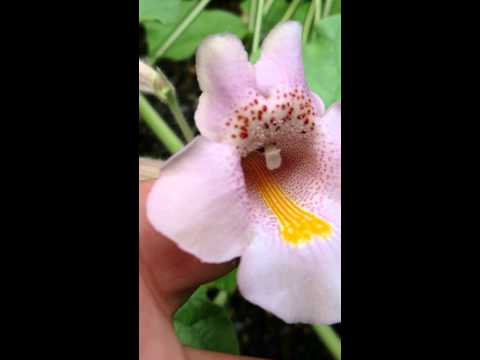 Video: Proboscidea augu kopšana - uzziniet par velna naga lietošanu un audzēšanas informāciju