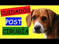 Cuidados Para Un Perro Después De La Esterilización