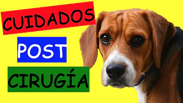 ¿Qué no pueden hacer los perros después de ser esterilizados?