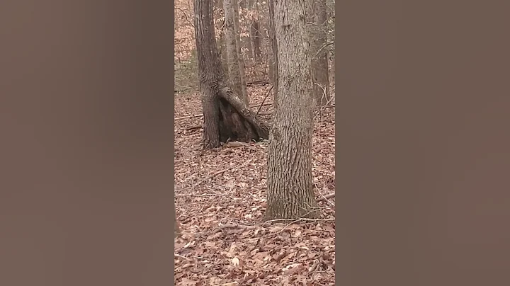 some timber management talk