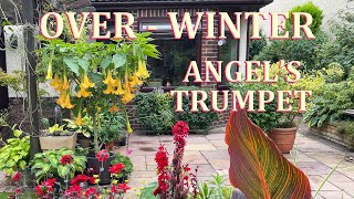 How to OverWinter Brugmansia  Angel's Trumpet