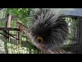 Adorable Little Porcupine Crunches On Fruit