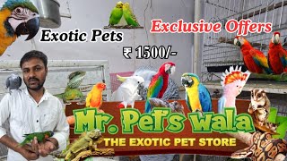 Exotic Pets shop in Mumbai / All Exotic birds / freefly birds /  Animal ,Birds / Hrutik kadam