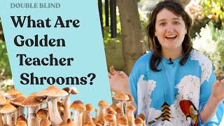 Golden Teacher Mushrooms: What Are They?  | DoubleBlind