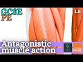 Muscle Action and Movement Mechanics in the Skeletal System