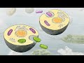 The Art and Science of Visual Storytelling in Scientific Illustration