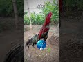 top quality aseel murga #aseelmurga #birds #rooster #pets #shorts
