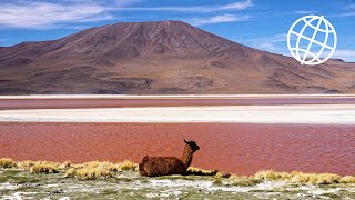 Bolivia Altiplano & Salar de Uyuni [Amazing Places 4K]