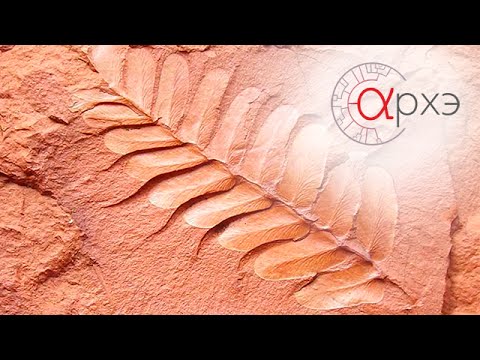 Видео: Станислав Дробышевский: "Введение в палеонтологию. Докембрий."