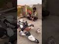 Is tarah ka dil hona chahie sabka pingeon birdlovers shortsfeed youtubeshort viral  