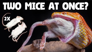 Can You Feed a Snake Two Small Mice Instead of One Big Mouse? by Reptiles and Research 2,281 views 3 months ago 2 minutes, 12 seconds