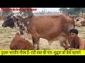 RATHI COW- Milkline indigenious breed of INDIA.👍
Super Milkline Cow breed of India.👌