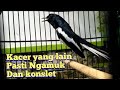 Kacer Tipe Panas Yang Bikin Kacer Anda Emosi Konslet Mp3 - Mp4 Download