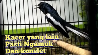 kacer TIPE PANAS yang bikin kacer anda emosi konslet