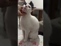 #viral #pets #petslovers #petsfofinhos #cat #meuspets #gatos #catvideos #catshorts #gateiraporamor