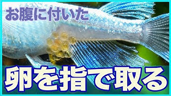 メダカ卵 Youtube