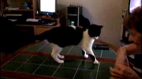 AMAZING VIDEO OF A CAT THAT PLAYS FETCH BETTER THAN A DOG!