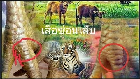 qhia saib nplais taw qaib เสือช่อนเล็บ