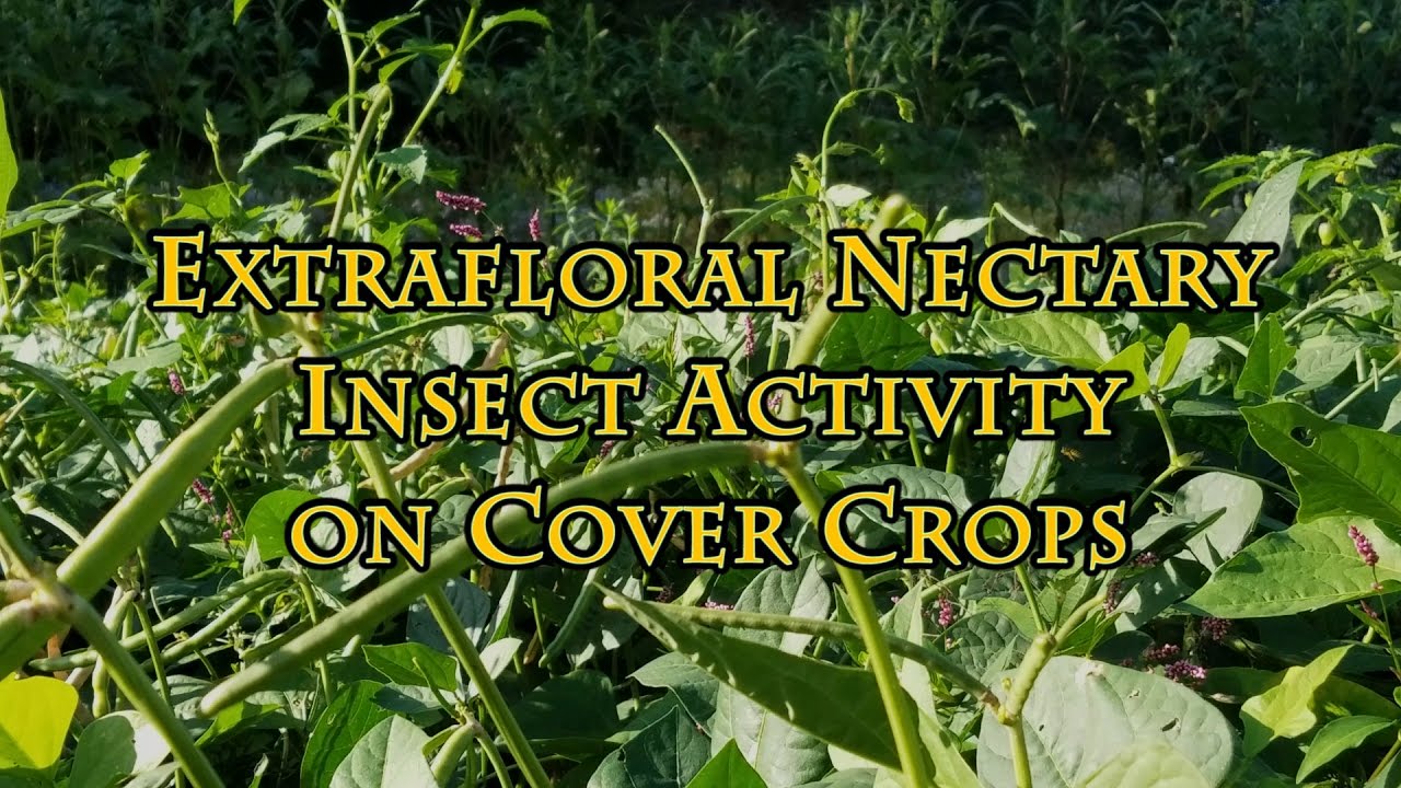 Extrafloral Nectary Insect Activity on Cover Crops