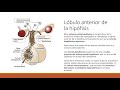 Sistema Glandular_1 - Hipotálamo, hipófisis, tiroides y paratiroides