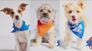 Five dogs from San Diego shelters take part in this year's Puppy Bowl