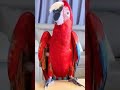 Macaw Parrot Dancing #shorts #macaw #macawparrot #parrot