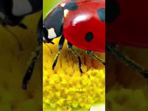 Божья коровка и ее роль в экосистеме