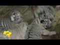 White Tiger Cubs in Crimea: Yalta zoo welcomes arrival of four rare baby Bengal white tigers