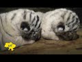 White Tiger Cubs in Crimea: Yalta zoo welcomes arrival of four rare baby Bengal white tigers