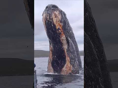 اصوات لازم نحمد ربنا انها لم تعد موجوده الجزء 23