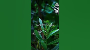 واتس اب قران كريم القارئ ياسر دوسري سوره القارعة