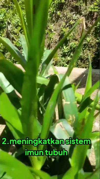 5 manfaat daun suji #shorts #manfaat #daunsuji #daun