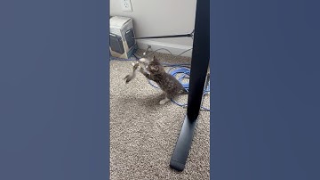 Kitty discovers how to use catnip toy 🐈🐈‍⬛🐈‍⬛ #animalcrossing #cat #kitten #kittencuddles