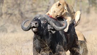 3 Lions Bring Down Buffalo In Epic Battle *Not For Sensitive Viewers* screenshot 3