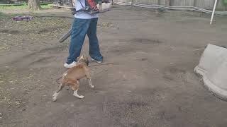 Kendrick Kennels.. Keep A Clean Yard