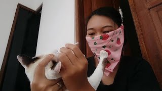 Masker Saputangan Bersihin Kucing 