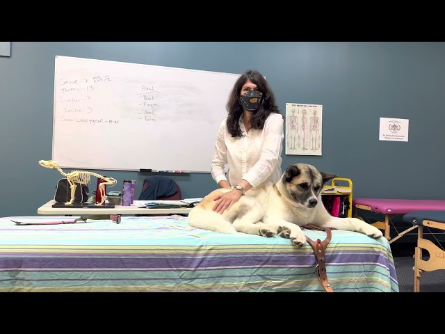 Canine Massage Demo by Hellen Alatzakis on Cha Cha the Akita, RCCMT Sept ‘22