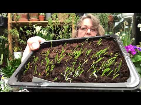 Video: Dyrkning Af Salatløg Fra Frø - Gennem Kimplanter