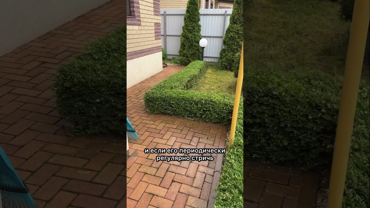 Живая изгородь из Жимолости шапочной🌱в видео оговорка