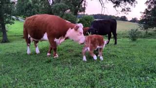 Mel's Miniature Herefords- Gigi, one day old