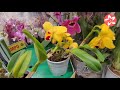 Обзор орхидей в ОБИ на Боровском шоссе в Москве 08.12.21